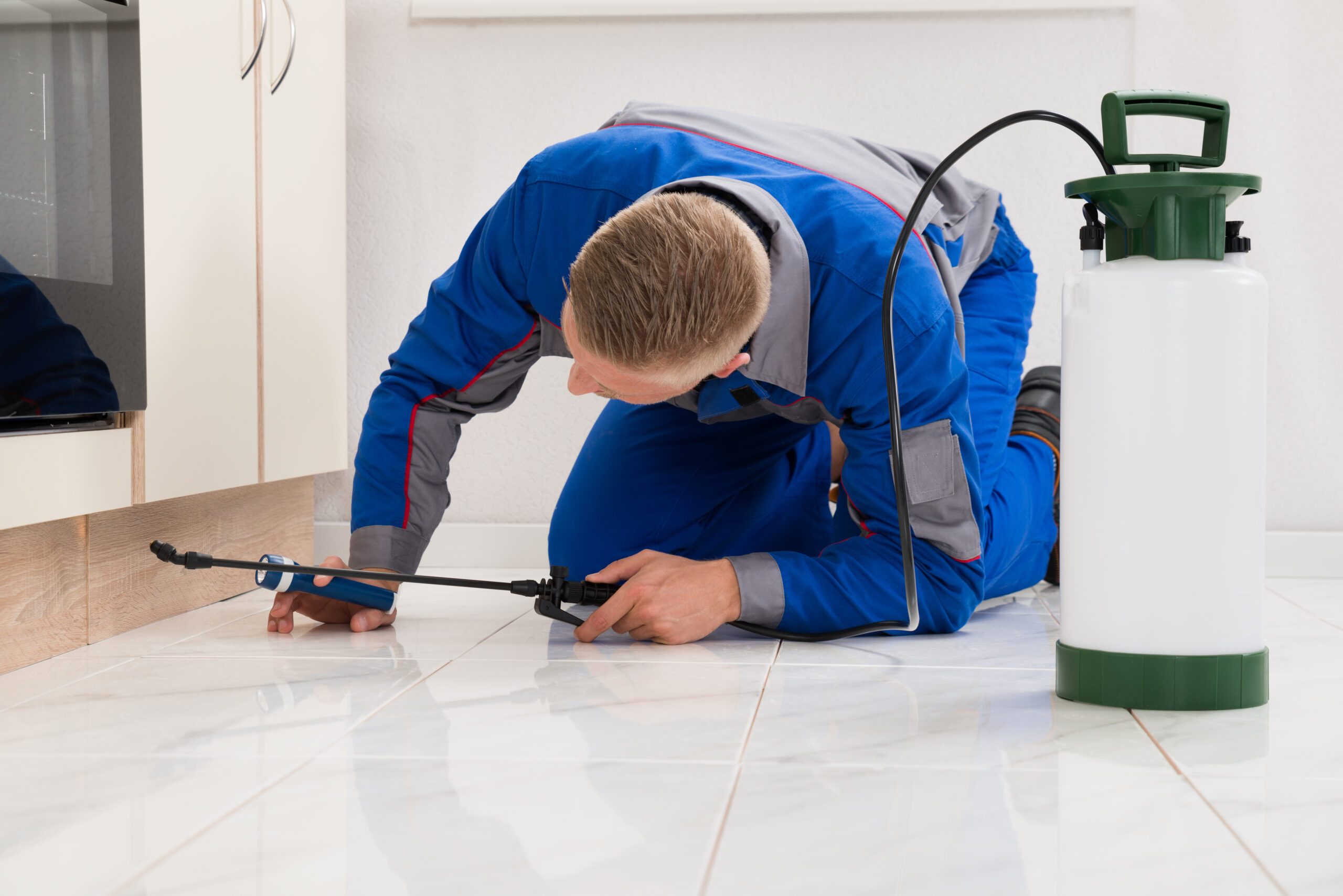 Daytona Beach Termite Inspectors